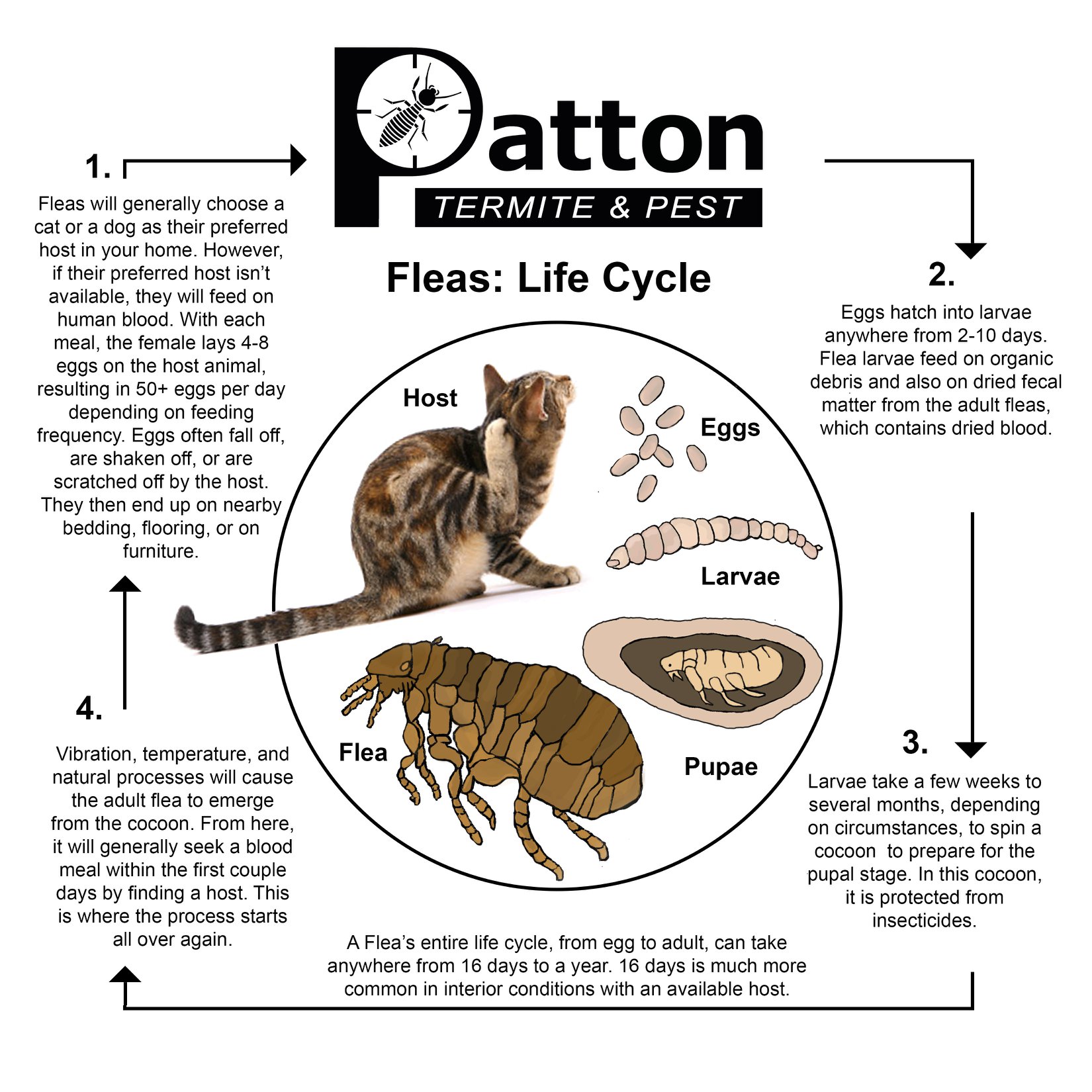 life cycle of a flea infographic
